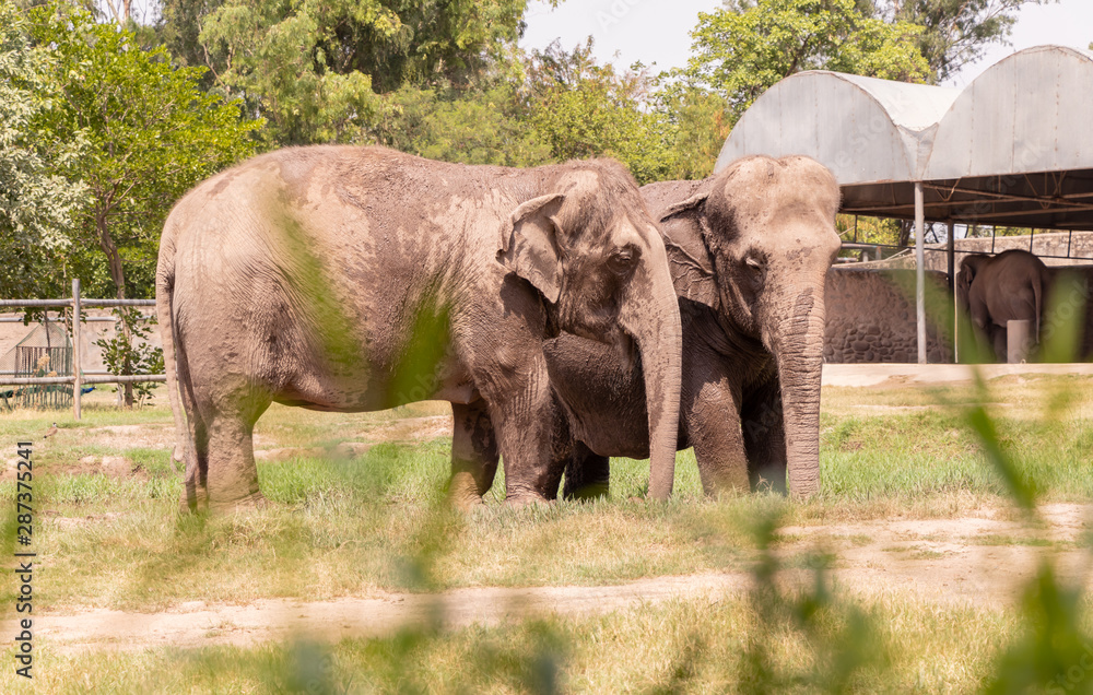 Fototapeta premium Two Elephants standing in the grassland of chhatbir zoo, India. Indian wildlife animal