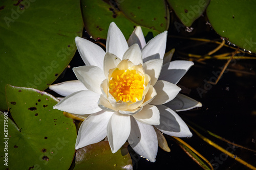 White flowering water lily in Canadian creek