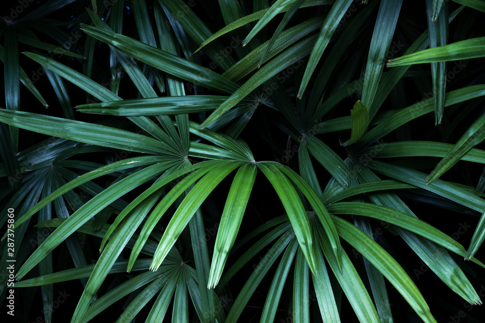 Fototapeta premium Rich dark green tropical leaf texture background, spa background concept