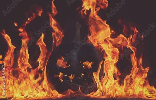 Fototapeta The concept of Halloween