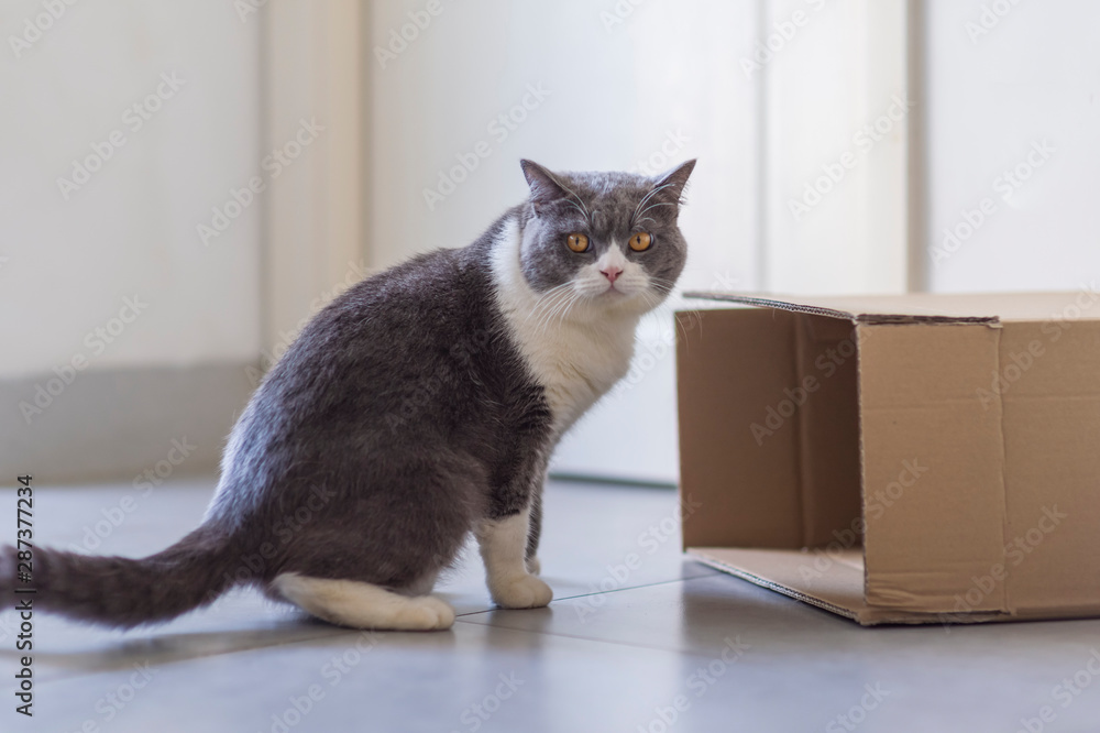 British shorthair and carton, indoor shot British shorthair and carton, indoor shot