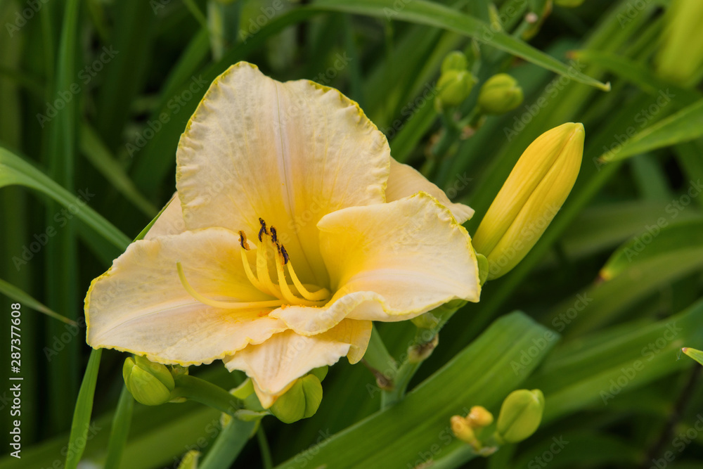 Fototapeta premium Pale Yellow daylilies flowers or Hemerocallis. Daylilies on green leaves background. Flower beds with flowers in garden. Closeup. Soft selective focus.