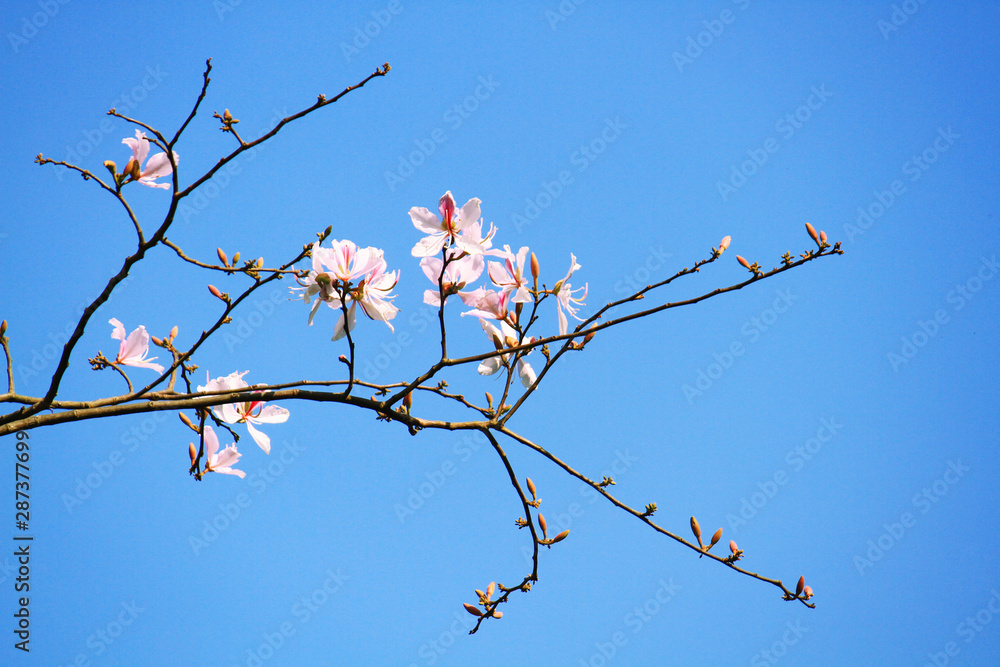 Beautiful Blossom white Wild Himalayan Cherry Branches with blue sky Beautiful Blossom white Wild Himalayan Cherry Branches with blue sky