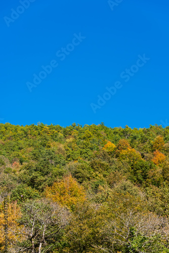 Fototapeta Naklejka Na Ścianę i Meble -  Mountain Forest Trees under a clear blue sky