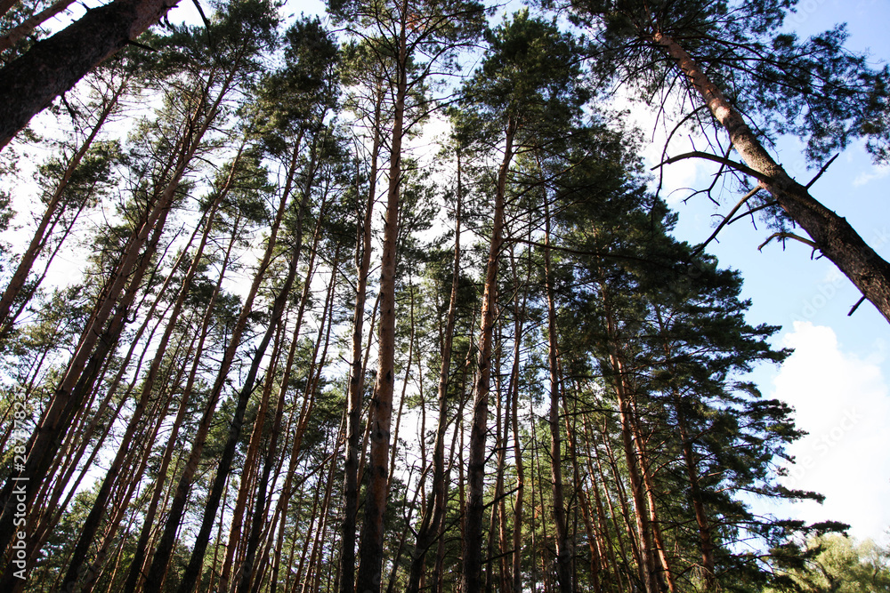 Fototapeta premium Beautiful pine forest