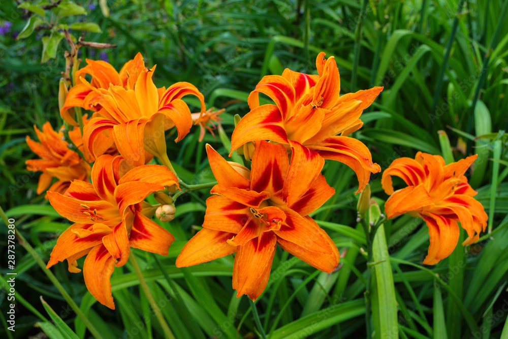 Daylilies flowers or Hemerocallis. Daylilies on green leaves background in summer. Flower beds with flowers in garden. Soft selective focus. Daylilies flowers or Hemerocallis. Daylilies on green leaves background in summer. Flower beds with flowers in garden. Soft selective focus.