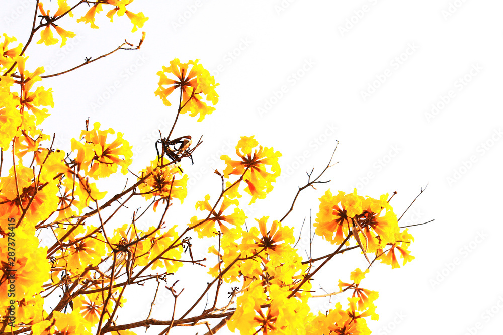 Fototapeta premium Blossom Dwarf Golden Trumpe flowers isolated on white background. Tabebuia chrysotricha flowers