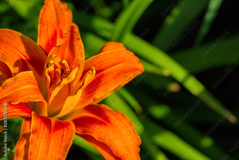 Fototapeta premium Orange daylilies flowers or Hemerocallis. Daylilies on green leaves background. Flower beds with flowers in garden. Closeup. Soft selective focus.