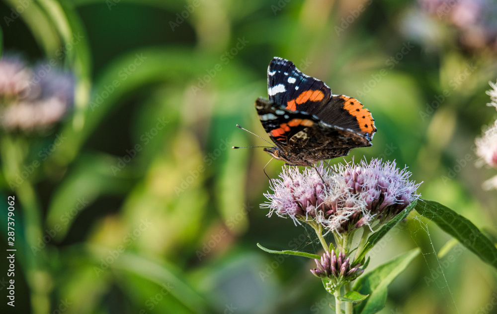atalanta butterfly insect in a garden atalanta butterfly insect in a garden