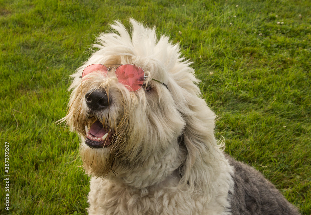 A portrait of an old english sheepdog puppy wearing pink sunglasses, selective focus A portrait of an old english sheepdog puppy wearing pink sunglasses, selective focus