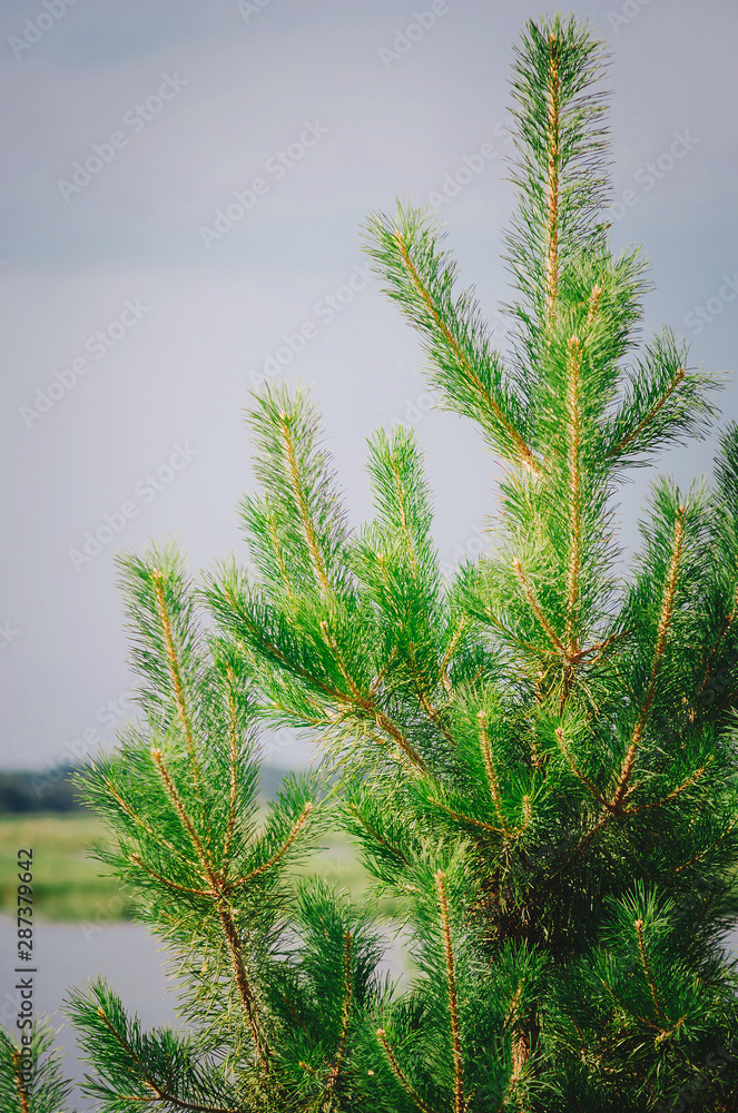 Pine tree, close-up. Beautiful natural background. Pine tree, close-up. Beautiful natural background.