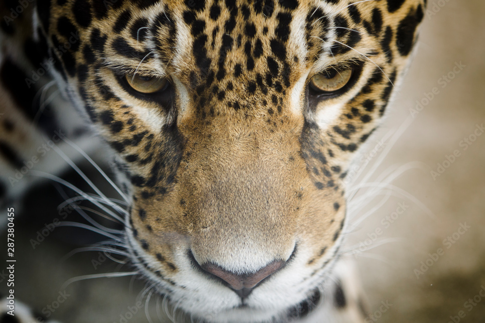 Portrait de jaguar, panthéra onca Portrait de jaguar, panthéra onca