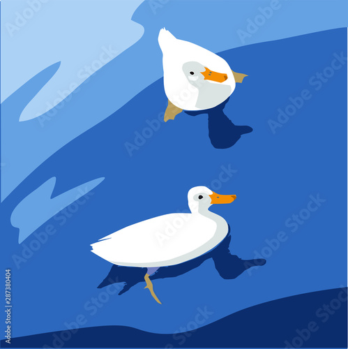 Dos patos blancos nadando en un estanque