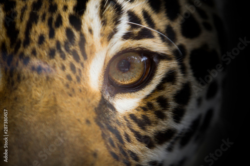 L'oeil du jaguar