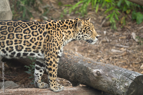 Jaguar  panthera onca