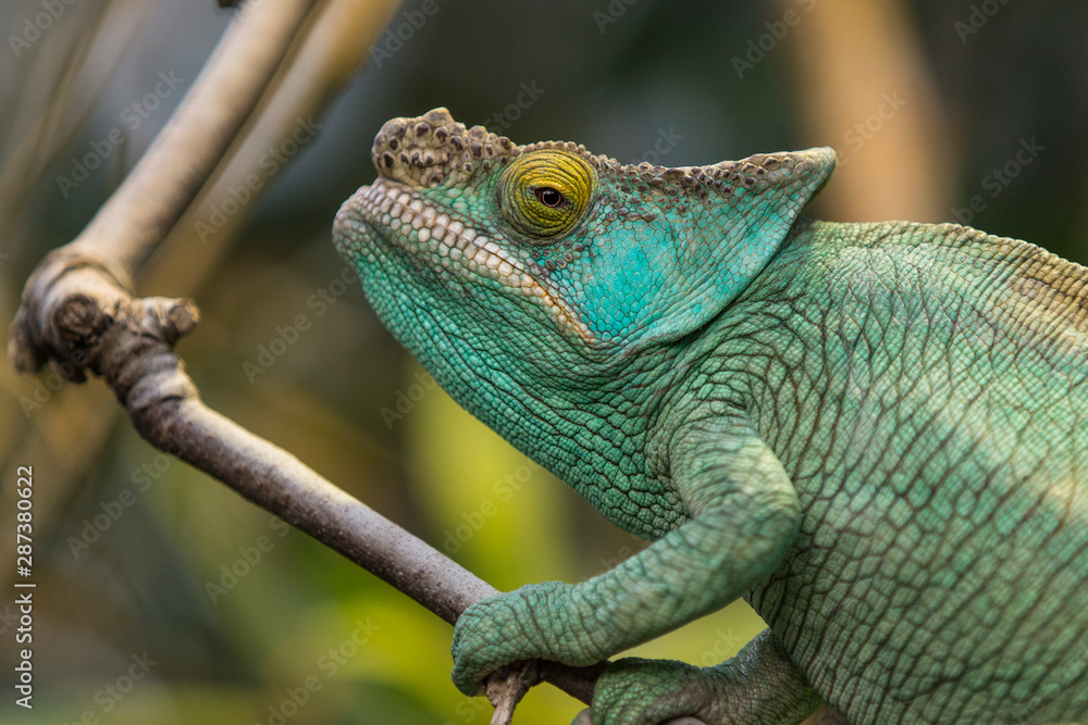 Fototapeta premium Caméléon panthère, furcifer pardalis