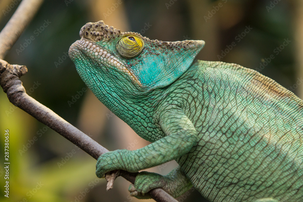 Fototapeta premium Caméléon panthère
