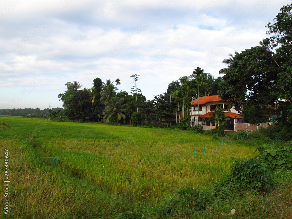 The pineapple plantation in the valliage, Sri Lanka The pineapple plantation in the valliage, Sri Lanka