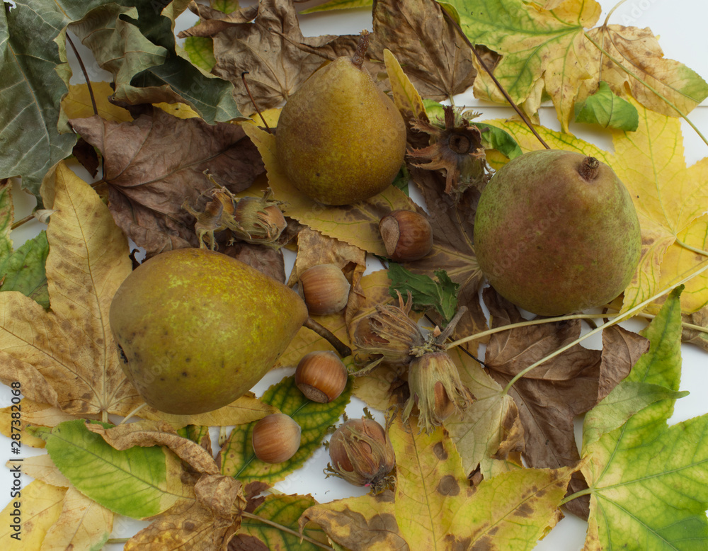 Automne des poires et des noisettes premiers fruits de l'automne