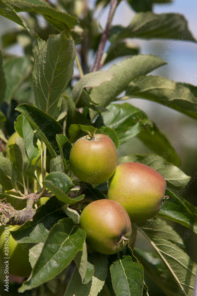 Orchard with hail net. Netherlands. Apples Orchard with hail net. Netherlands. Apples