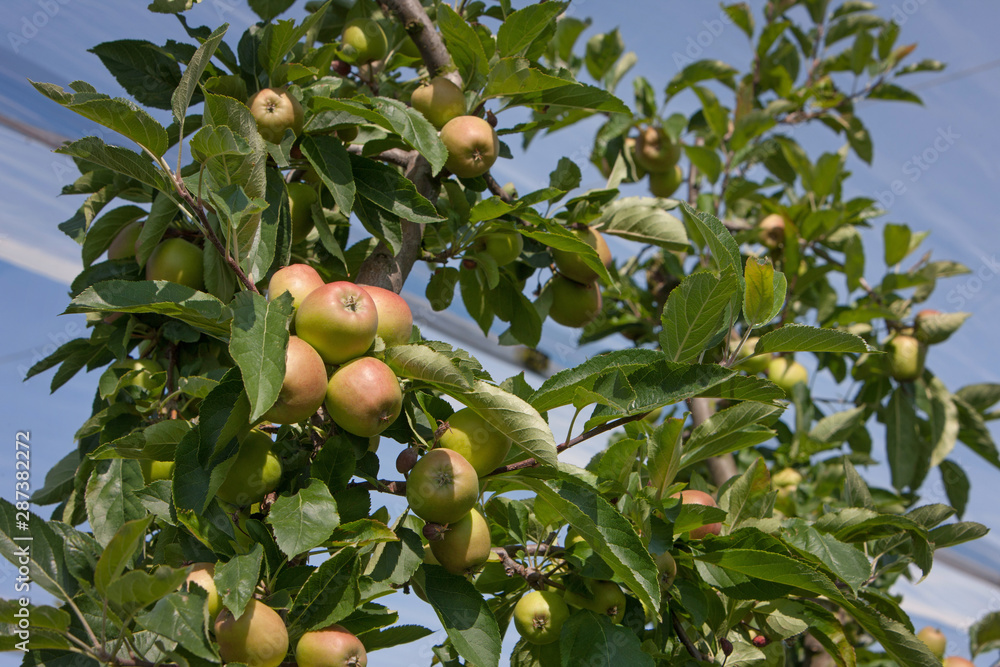 Orchard with hail net. Netherlands. Apples Orchard with hail net. Netherlands. Apples