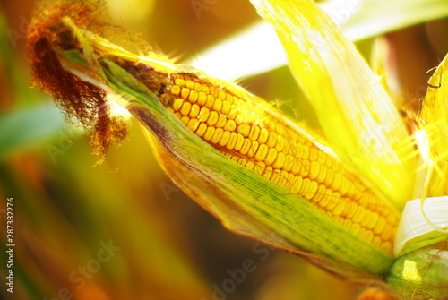  ear of corn
