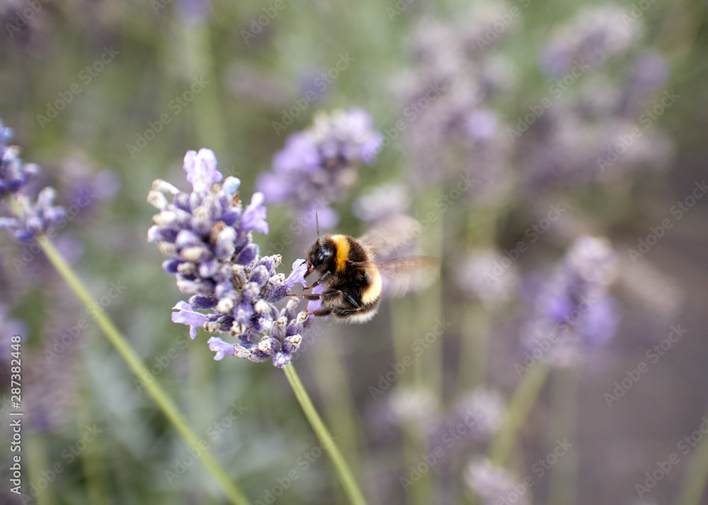 Bumble Bee mid-flight feeding at a lavender flower. Bumble Bee mid-flight feeding at a lavender flower.