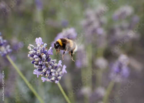 Bumble Bee mid-flight feeding at a lavender flower. © James