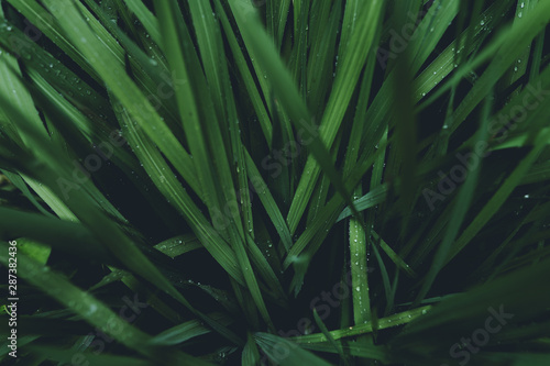 Water droplets on the green grass during the rainy season