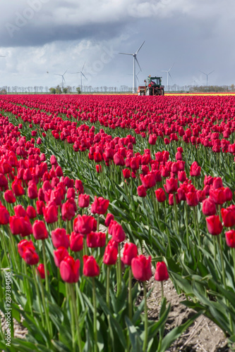 Fields of tulips. Growing bulbs. Spring Netherlands