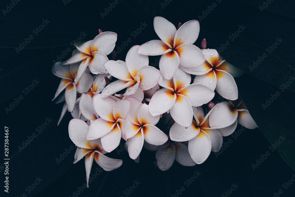 Plumeria rubra pink flower background. Frangipani tree bloom in