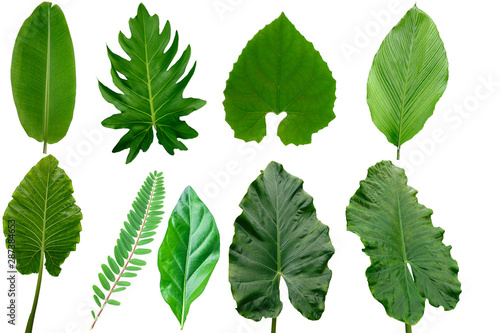 Set of  green leaves isolated on a white background