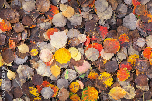 Background of colorful leaves. Autumn photo taken in the forest