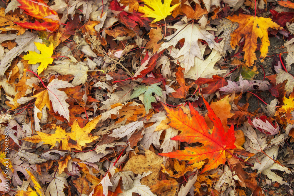 Autumn colorful orange, red and yellow maple leaves as background Outdoor.