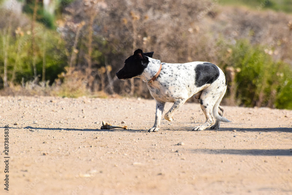 Funny dog, pointer, in the outside Funny dog, pointer, in the outside