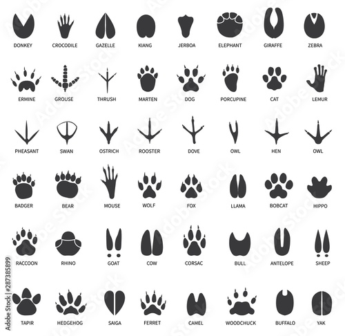 Animal tracks. Footprints of swan, llama and donkey, cat. Owl, dog and mouse, dove and zebra paw prints isolated vector set. Illustration track wild, bear and wolf, print black trail crocodile gazelle
