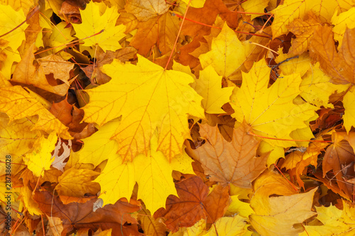 Autumn colorful orange  red and yellow maple leaves as background Outdoor.