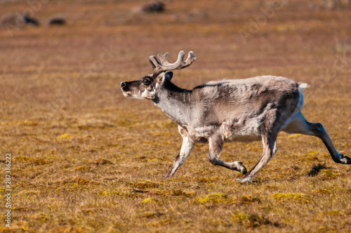 Reindeer in the hills of Barentsoya  Svalbard  Norway.