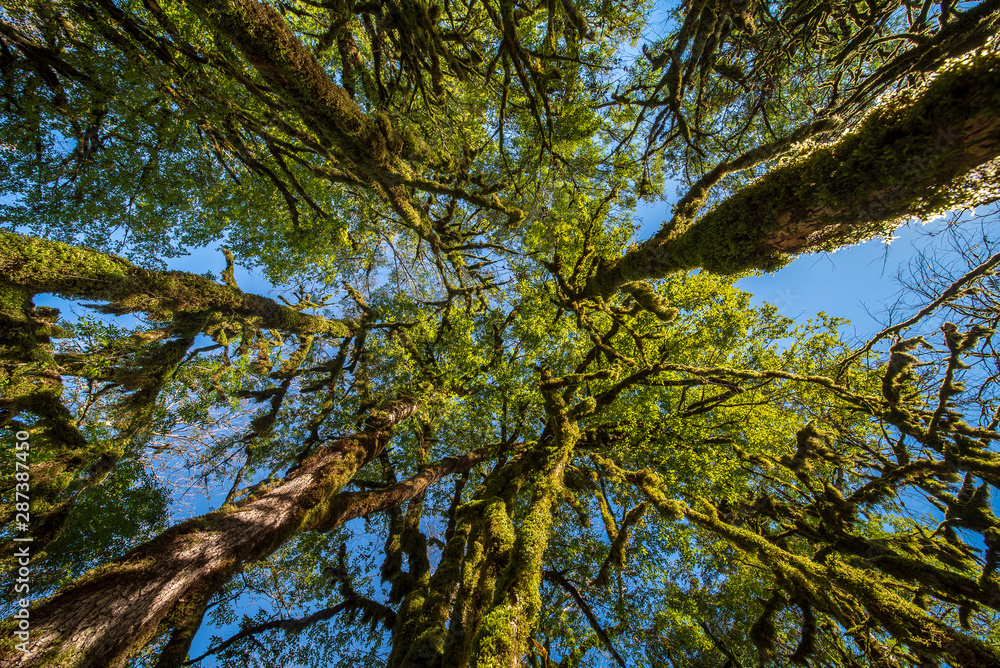 Looking up at tree tops and moss covered trunks in a tropical forest against a clear blue sky Looking up at tree tops and moss covered trunks in a tropical forest against a clear blue sky