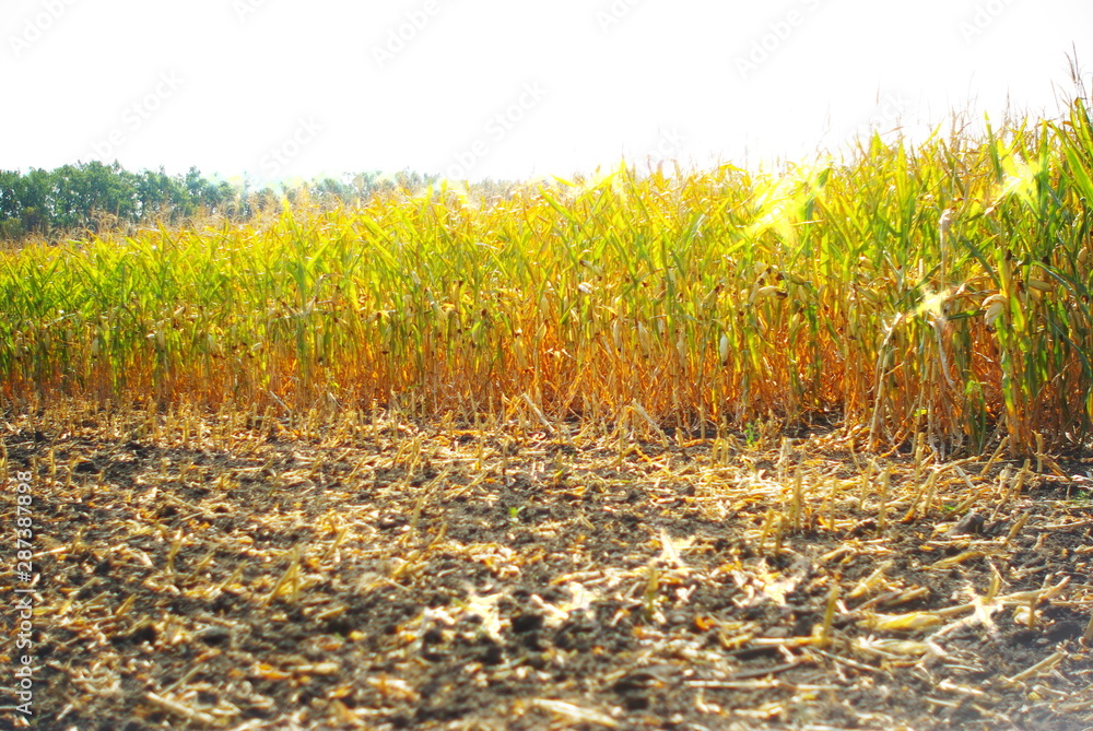 Obraz premium corn harvest