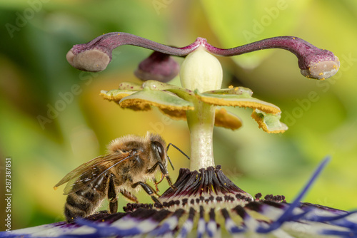 Honey Bee on Passion Flower