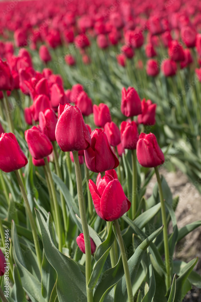 Growing tulips. Field with tulips. Netherlands Growing tulips. Field with tulips. Netherlands