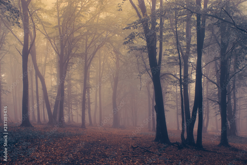 magical light in forest, foggy fantasy landscape