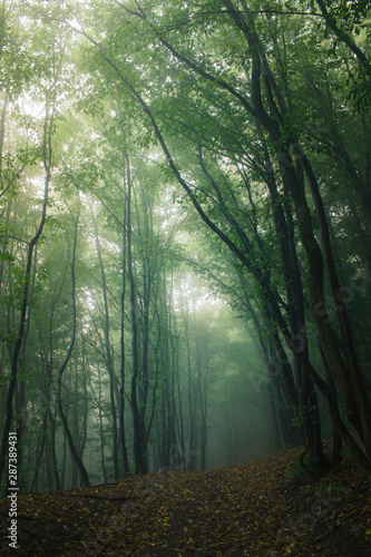 green woods in fog, forest path on rainy day