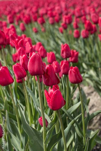 Growing tulips. Field with tulips. Netherlands