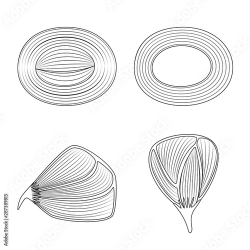 Vector illustration of fiber and muscular icon. Collection of fiber and body stock symbol for web.