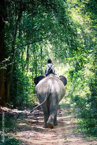 Canvas Print Elephants and students riding on the back of an elephant