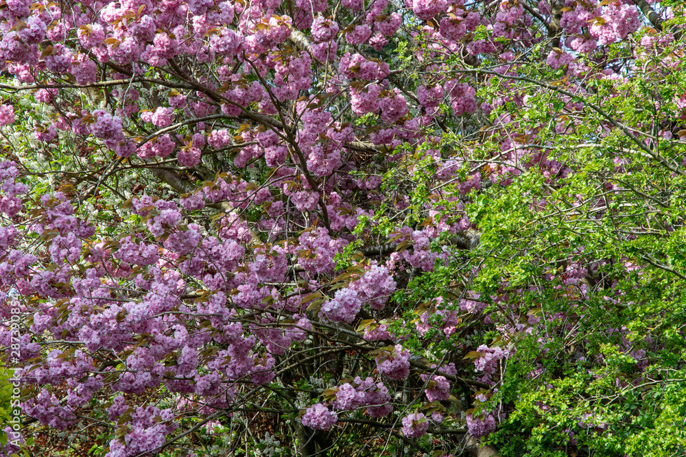 Pink blossom on a spring tree in Shenington, Oxfordshire Pink blossom on a spring tree in Shenington, Oxfordshire