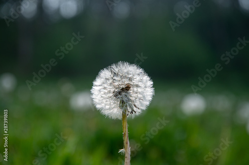 Dandelion  Taraxacum officinale  seed head pictured in a meadow near Shenington  Oxfordshire