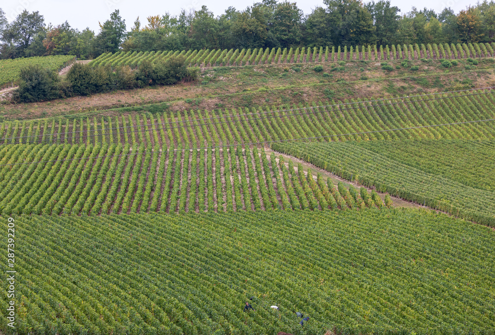 Champagne vineyards in the Cote des Bar area of the Aube department. France